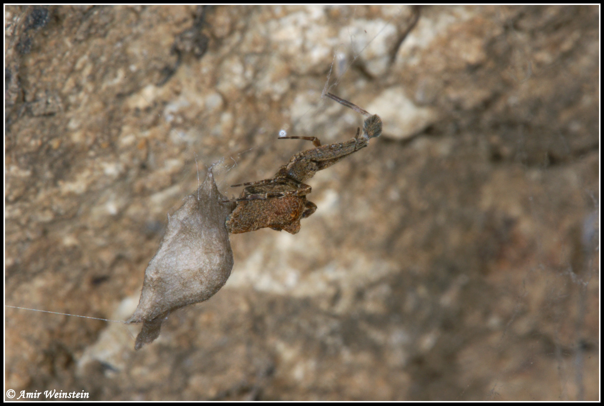 Uloborus plumipes